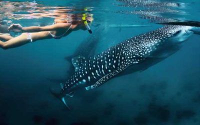 ¿Cuánto cuesta nadar con tiburones ballena en Quintana Roo?