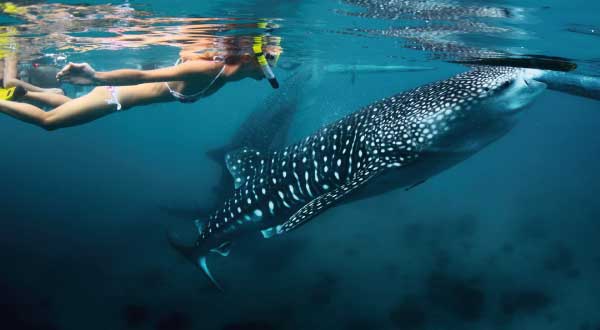 ¿Cuánto cuesta nadar con tiburones ballena en Quintana Roo?