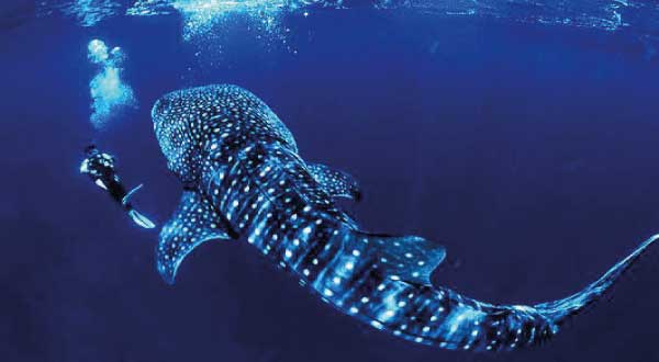 tiburon ballena 7